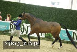 24R13_01646 thumbnail