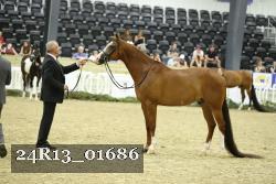 24R13_01686 thumbnail