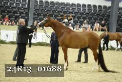 24R13_01688 thumbnail