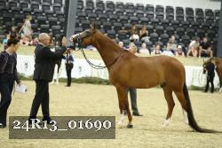 24R13_01690 thumbnail