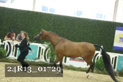 24R13_01729 thumbnail