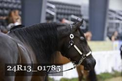 24R13_01785 thumbnail