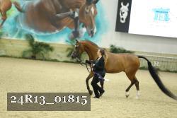 24R13_01815 thumbnail