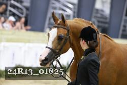 24R13_01825 thumbnail