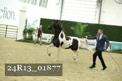 24R13_01877 thumbnail