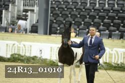 24R13_01910 thumbnail