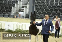 24R13_01911 thumbnail