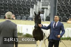 24R13_01912 thumbnail
