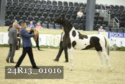 24R13_01916 thumbnail