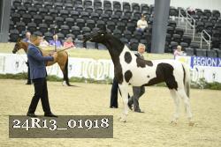 24R13_01918 thumbnail