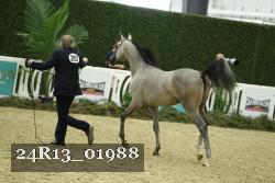 24R13_01988 thumbnail