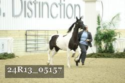 24R13_05157 thumbnail