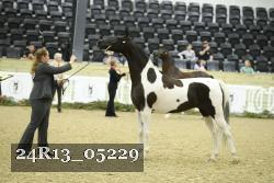 24R13_05229 thumbnail