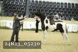 24R13_05230 thumbnail