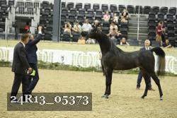 24R13_05373 thumbnail