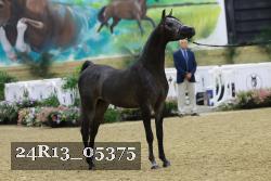24R13_05375 thumbnail