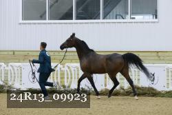 24R13_09923 thumbnail