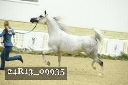 24R13_09935 thumbnail