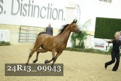 24R13_09943 thumbnail