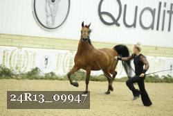 24R13_09947 thumbnail