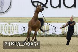 24R13_09951 thumbnail