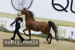 24R13_09952 thumbnail