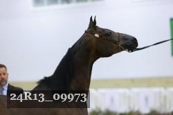 24R13_09973 thumbnail