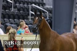 24R13_09981 thumbnail