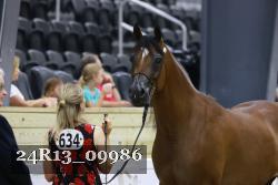 24R13_09986 thumbnail