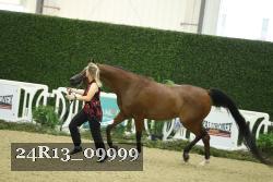 24R13_09999 thumbnail