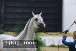 24R13_10011 thumbnail