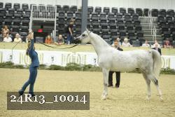 24R13_10014 thumbnail