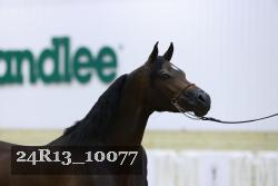 24R13_10077 thumbnail