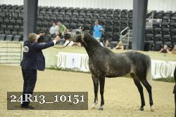 24R13_10151 thumbnail