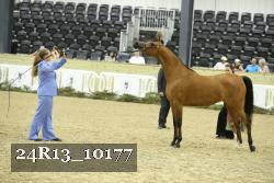 24R13_10177 thumbnail
