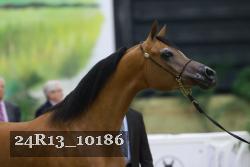 24R13_10186 thumbnail