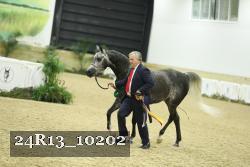 24R13_10202 thumbnail