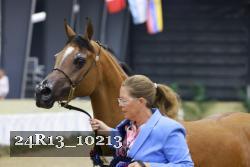 24R13_10213 thumbnail