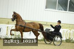 24R13_10218 thumbnail