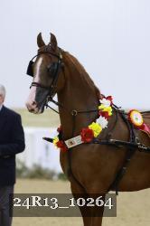 24R13_10264 thumbnail
