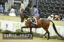 24R13_10423 thumbnail