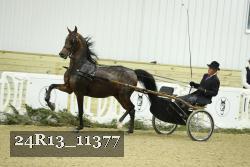 24R13_11377 thumbnail