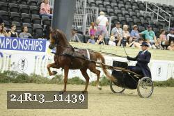 24R13_11439 thumbnail