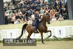 24R13_11497 thumbnail