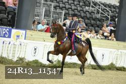 24R13_11547 thumbnail