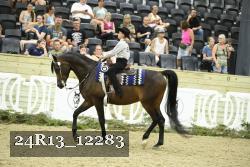 24R13_12283 thumbnail