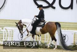 24R13_12341 thumbnail
