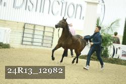 24R13_12982 thumbnail