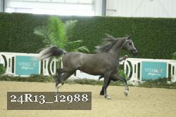 24R13_12988 thumbnail