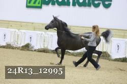 24R13_12995 thumbnail